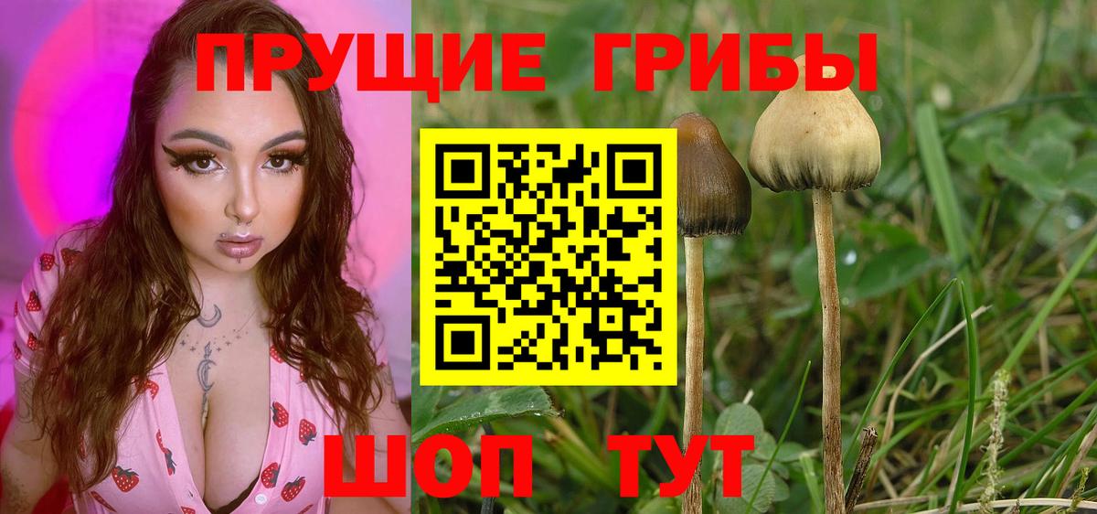 Галлюциногенные грибы Cubensis Видное